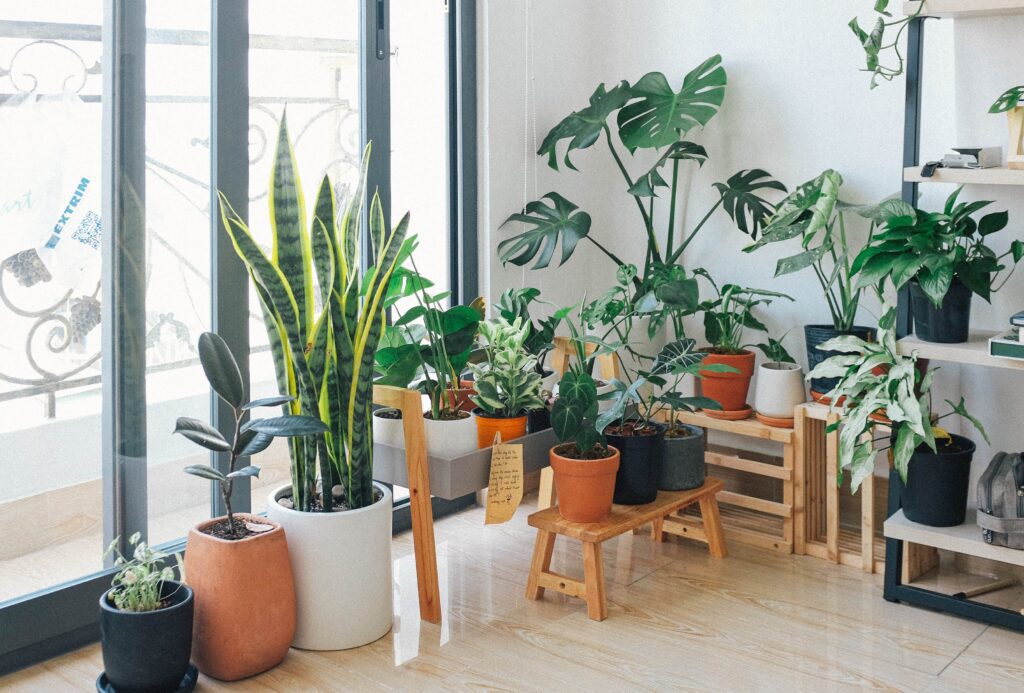 Room surrounded by plants