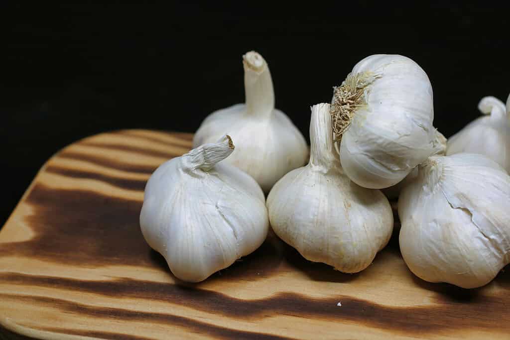 garlic